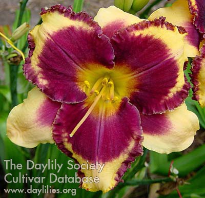 Daylily Eye on America